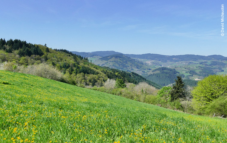 bois-du-beaujolais